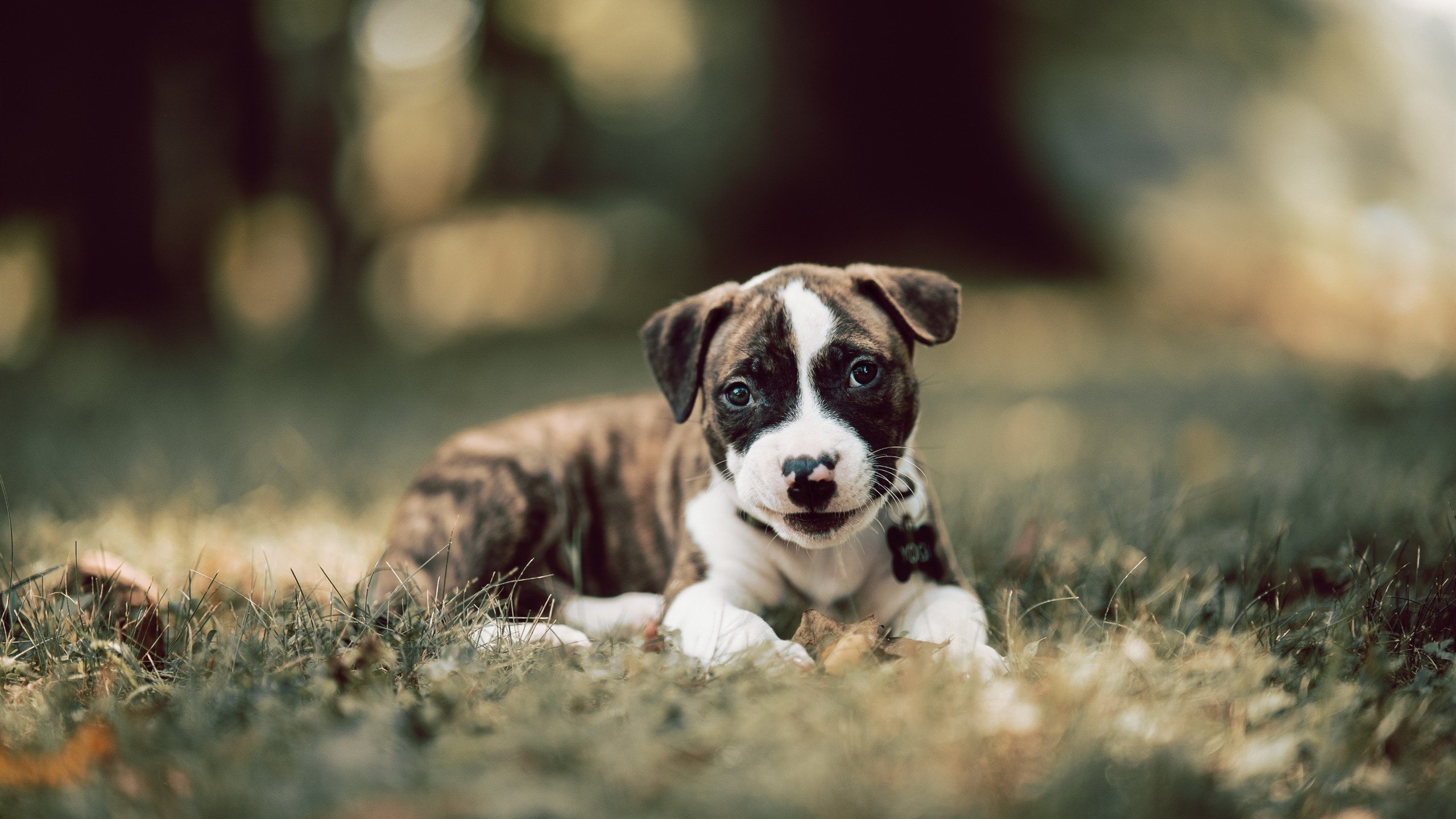 库里：跨越“投篮极限”，定义NBA投射新纪元！，库里最新投篮训练