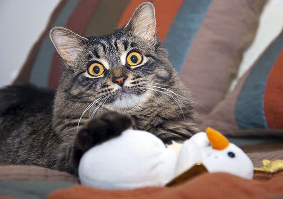 库里：跨越“投篮极限”，定义NBA投射新纪元！，库里最新投篮训练