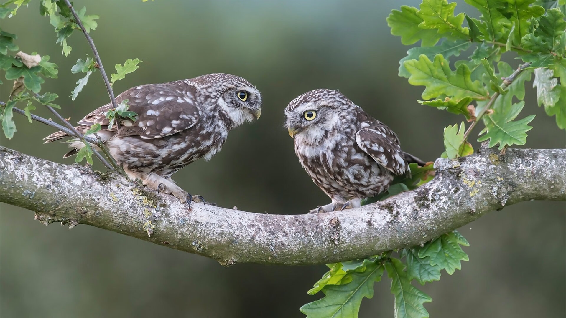 开云esport-“球队历史：豪门球队的辉煌历程”，豪门球队绰号