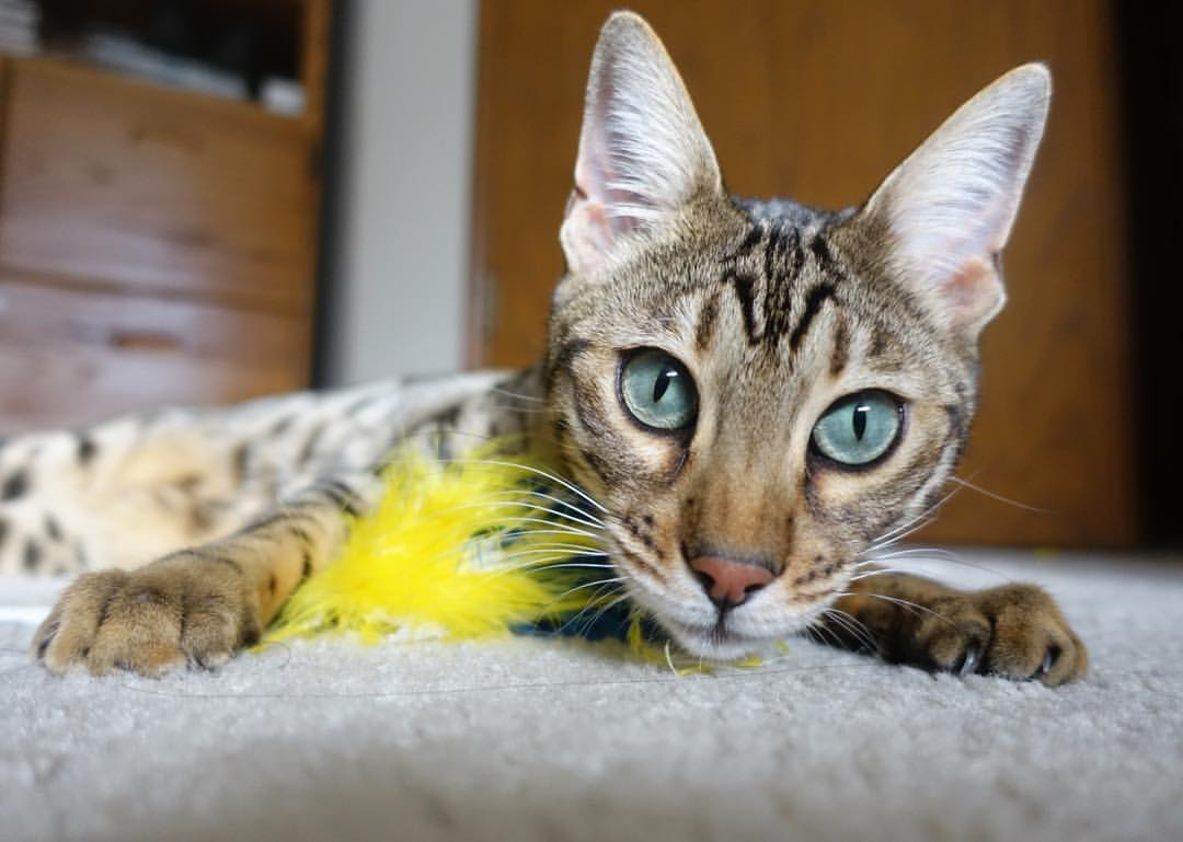 kaiyun网站-守望先锋 联赛赛程紧凑激烈，守望先锋联赛哔哩哔哩